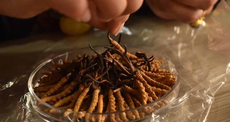 新鲜虫草怎么保存（它的保存方式简单实用）
