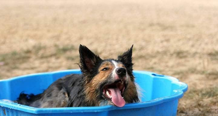 狗狗中暑的正确处理方法（预防和急救措施让你的爱犬远离中暑）