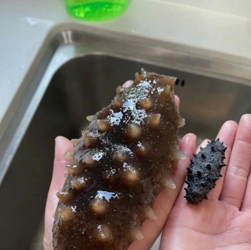 家庭干海参泡发的正确方法（如何正确处理和烹饪干海参）