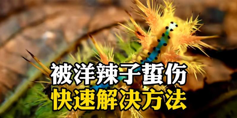 急救处理毒虫蛰伤的关键步骤（保护自己）