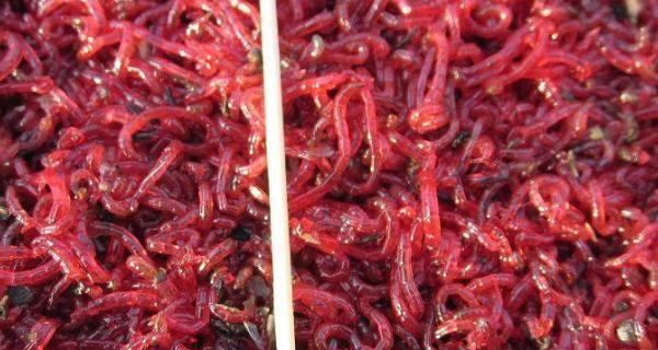 饮水机红虫怎么办？红虫问题的处理方法是什么？