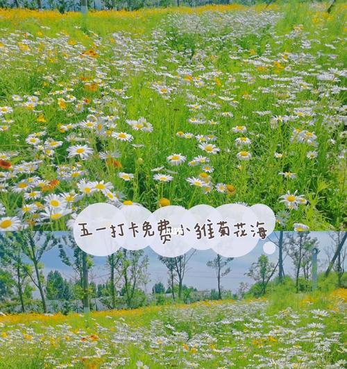 手机拍照打卡记录怎么设置？如何确保打卡成功？